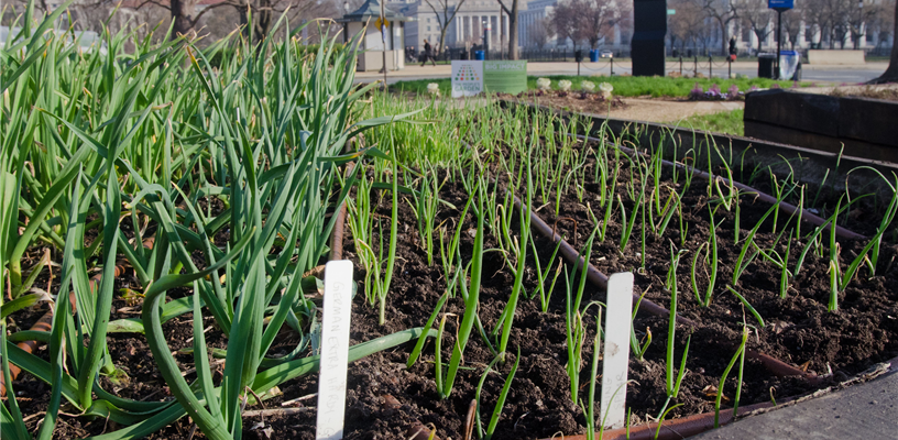 Garden Planning Classes and Resources