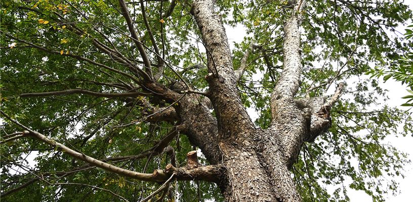 Elm Pollen: The Encore Adventure