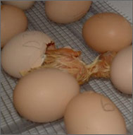 Egg Hatching